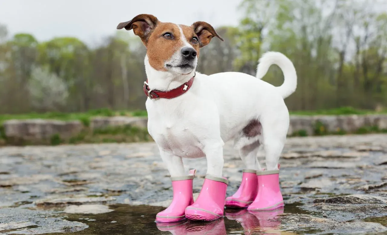 Behavioral Effects Of Rain On Dogs