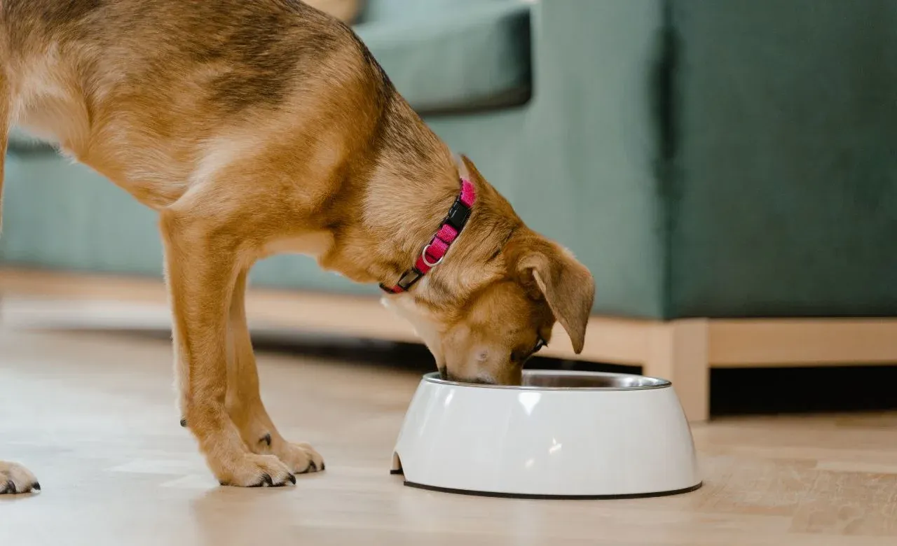 Benefits of Plastic Water Bowls