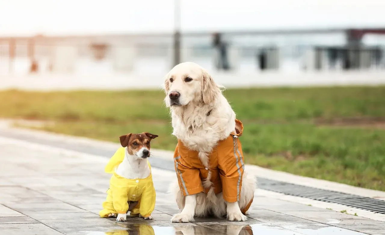 Direct Effects Of Rain On Dogs