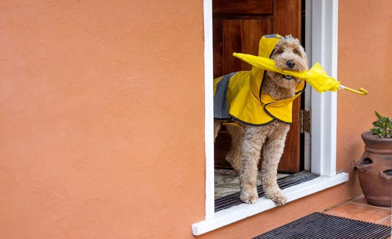 Managing Dogs In Rainy Weather