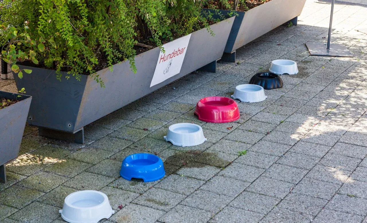 What Are the Potential Risks of Plastic Water Bowls