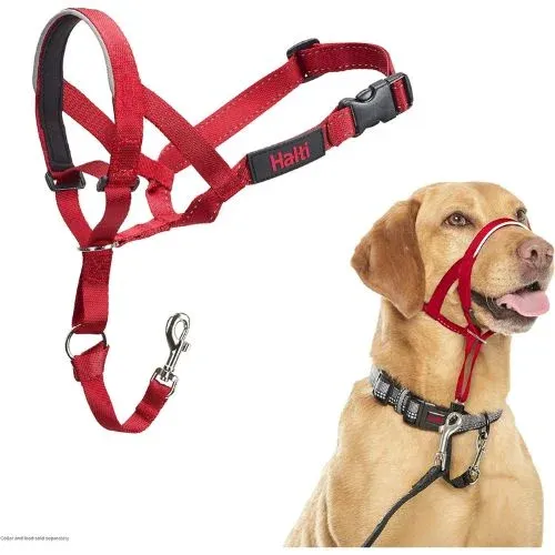 Best Collar For Leash Reactive Dogs-Useful In 2024
