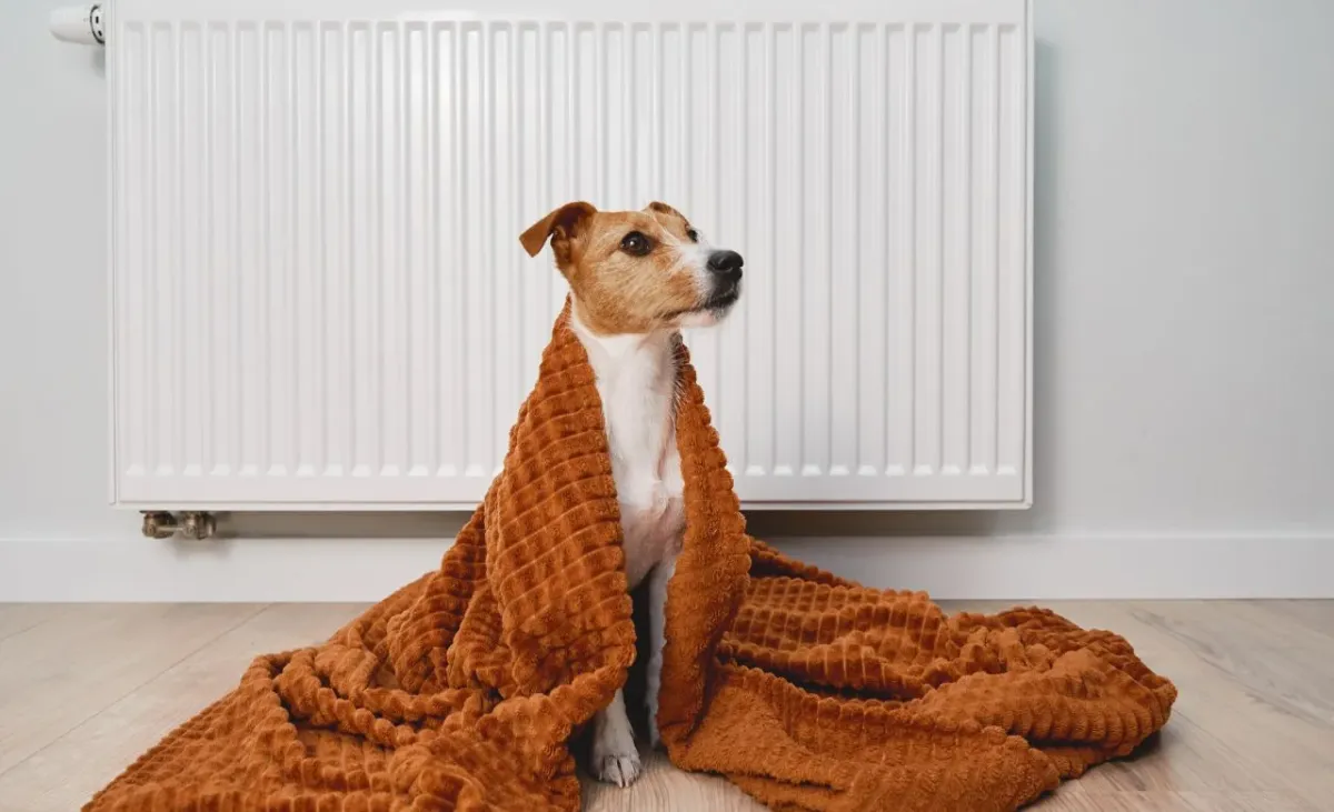 How To Build A Heated Dog House?