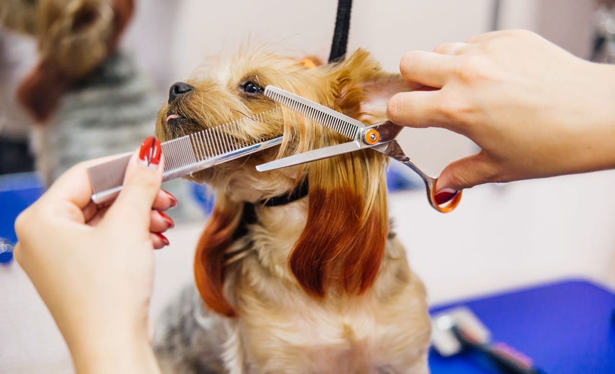 Can A Dog Collar Cause Hair Loss?