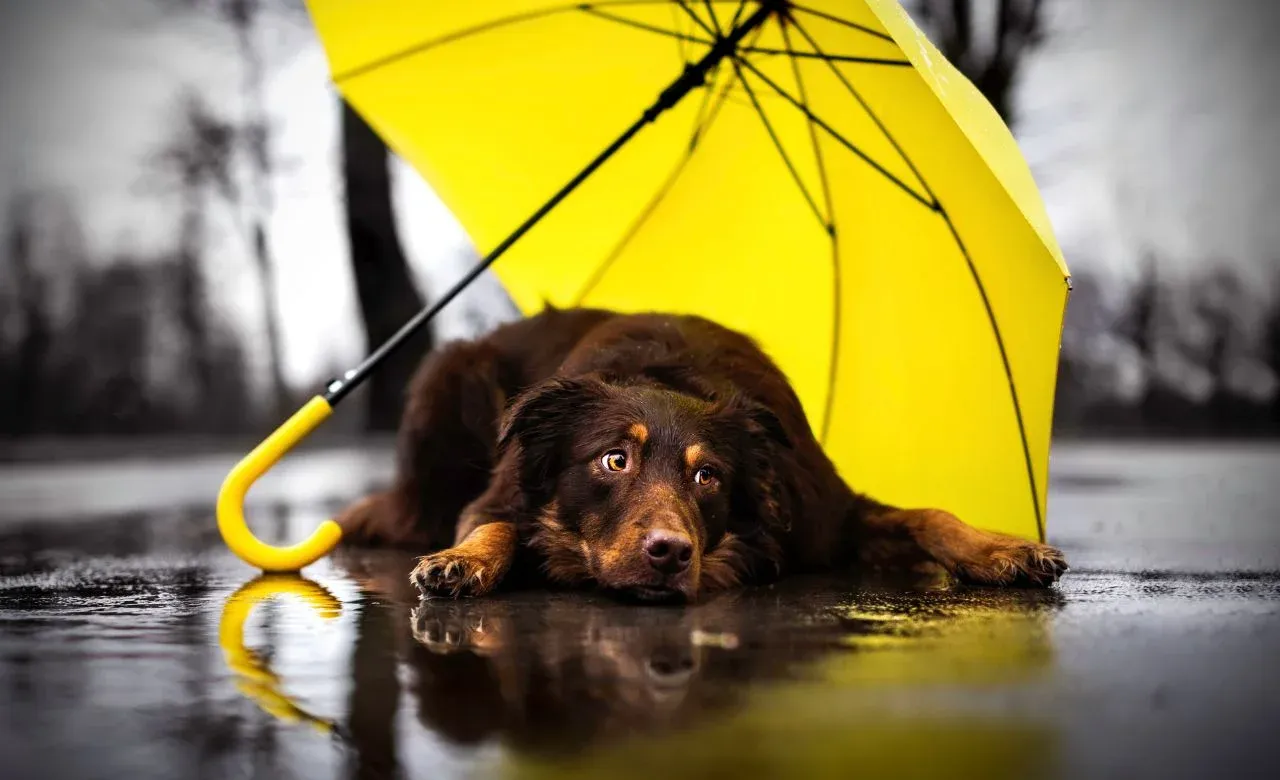 Are Dogs Affected By Rainy Weather