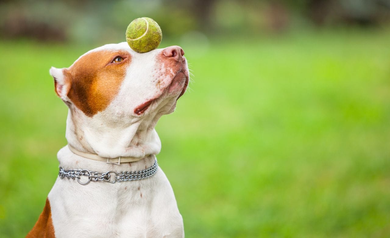 What Is An E Collar For Dog Training