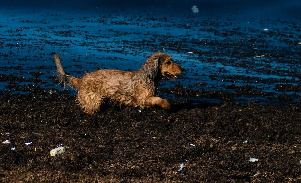 Why Do Dogs Like Mud