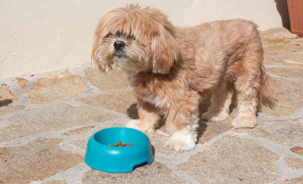 Are Plastic Water Bowls Bad For Dogs