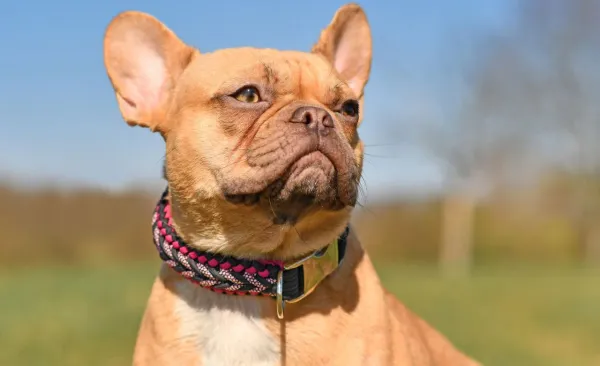 Best Dog Collar For French Bulldog
