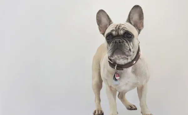 Why Are French Bulldogs So Popular